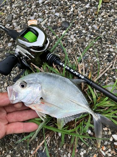 メッキの釣果
