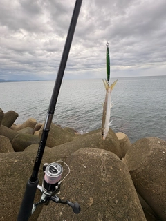 カマスの釣果
