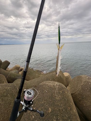 カマスの釣果