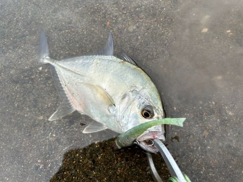 メッキの釣果