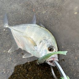 メッキ