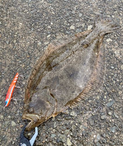 ヒラメの釣果