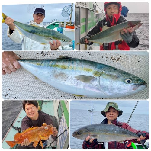 ワラサの釣果
