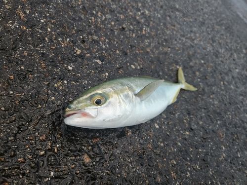 コゾクラの釣果