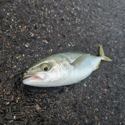 コゾクラ