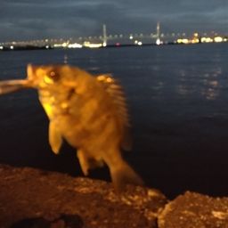 チンチン
