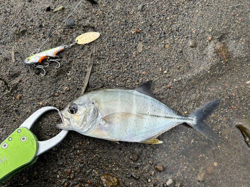 メッキの釣果