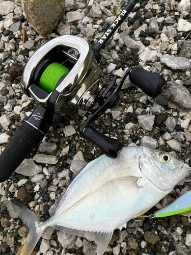 メッキの釣果