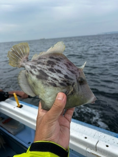 カワハギの釣果