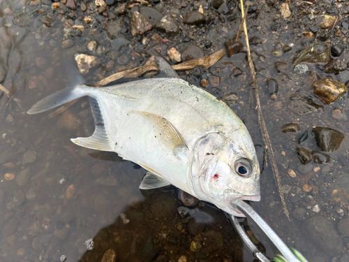 メッキの釣果