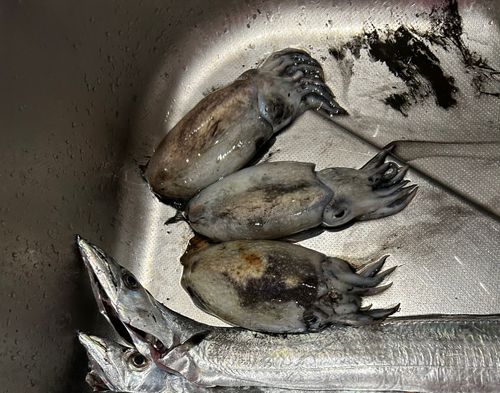 タチウオの釣果