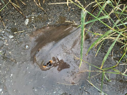 アカエイの釣果