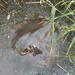 アカエイ