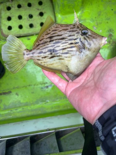 カワハギの釣果