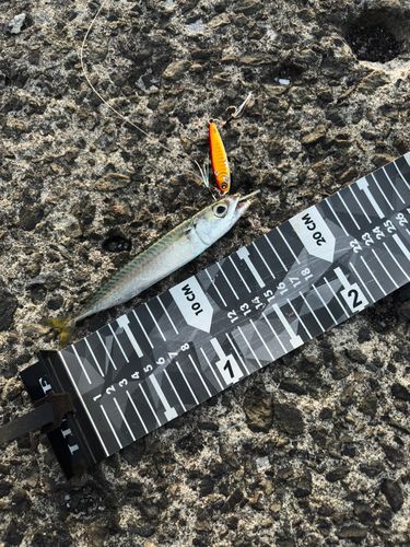 サバの釣果
