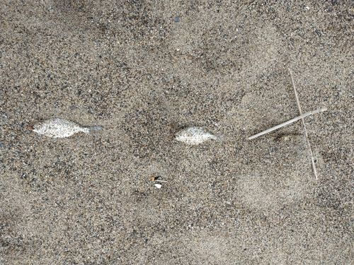 クサフグの釣果