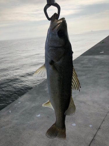 セイゴ（マルスズキ）の釣果