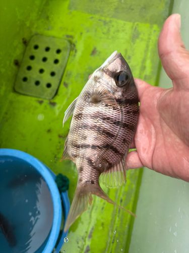 メイチダイの釣果