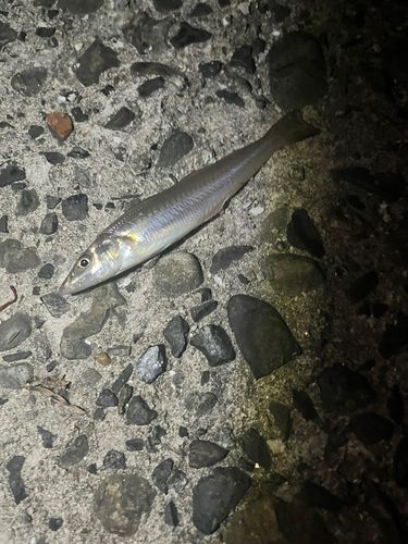 キスの釣果
