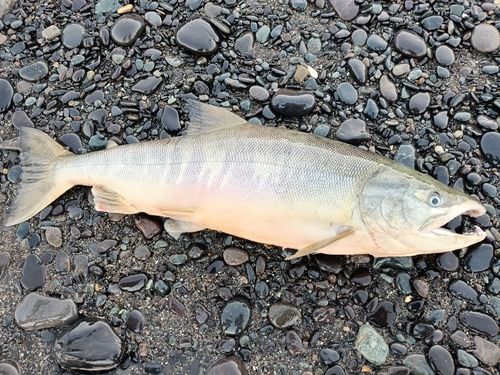アキアジの釣果