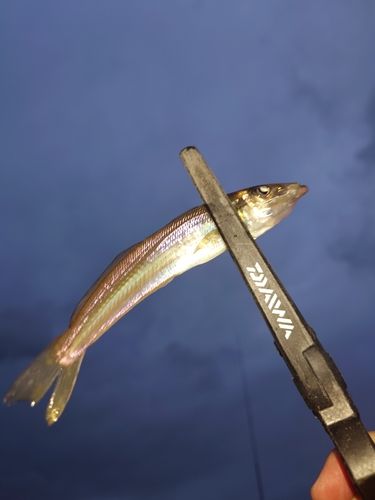 シロギスの釣果