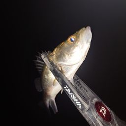 セイゴ（マルスズキ）