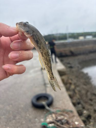 マハゼの釣果