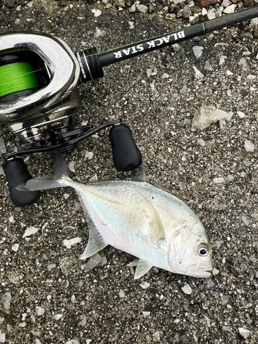 メッキの釣果