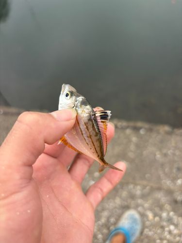 ヒイラギの釣果