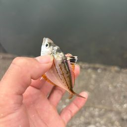 ヒイラギ
