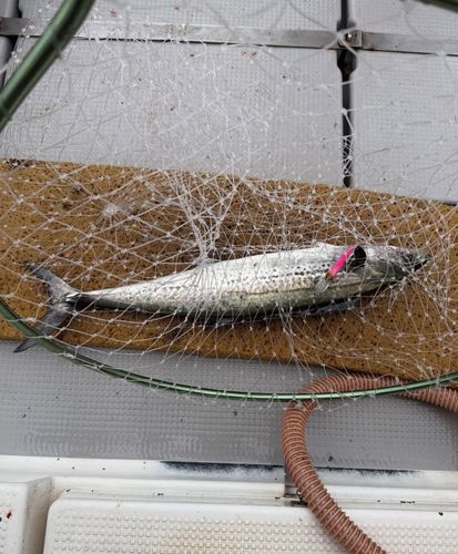 サワラの釣果