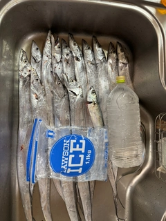 タチウオの釣果