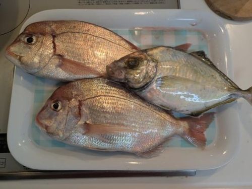 マダイの釣果