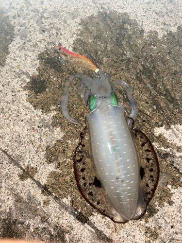 アオリイカの釣果