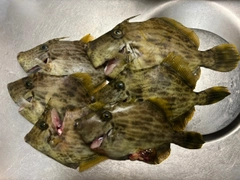 カワハギの釣果