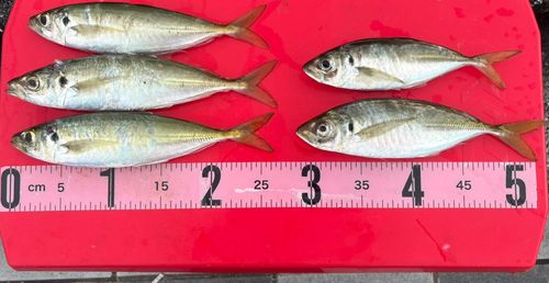 アジの釣果