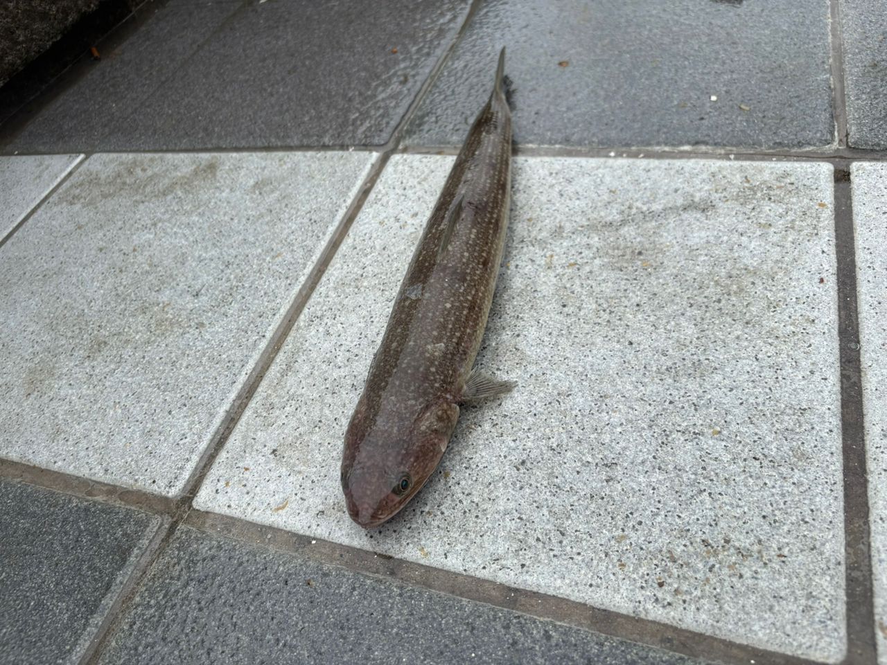 アジ