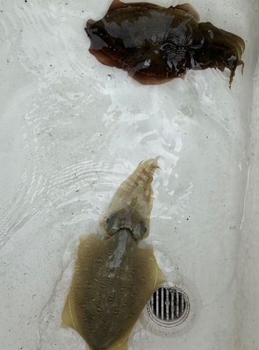 モンゴウイカの釣果