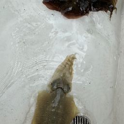 モンゴウイカ