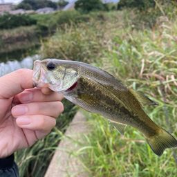ラージマウスバス