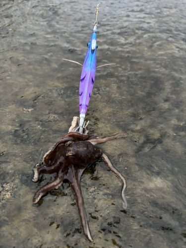 タコの釣果