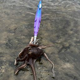 タコ