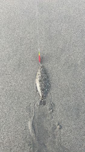 ソゲの釣果
