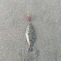ソゲ