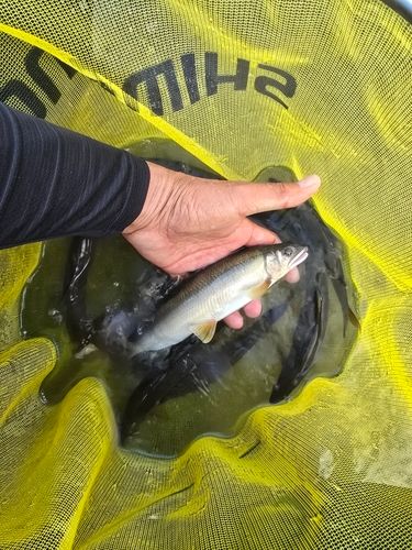 アユの釣果