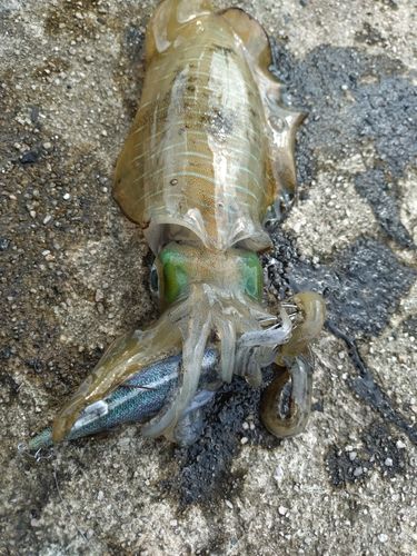 アオリイカの釣果