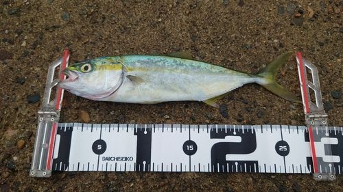 コゾクラの釣果
