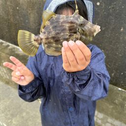 アジ