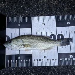 ブラックバス