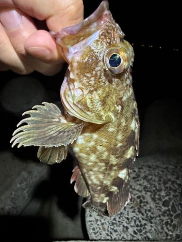 カサゴの釣果